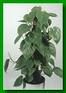 filodendron.jpg